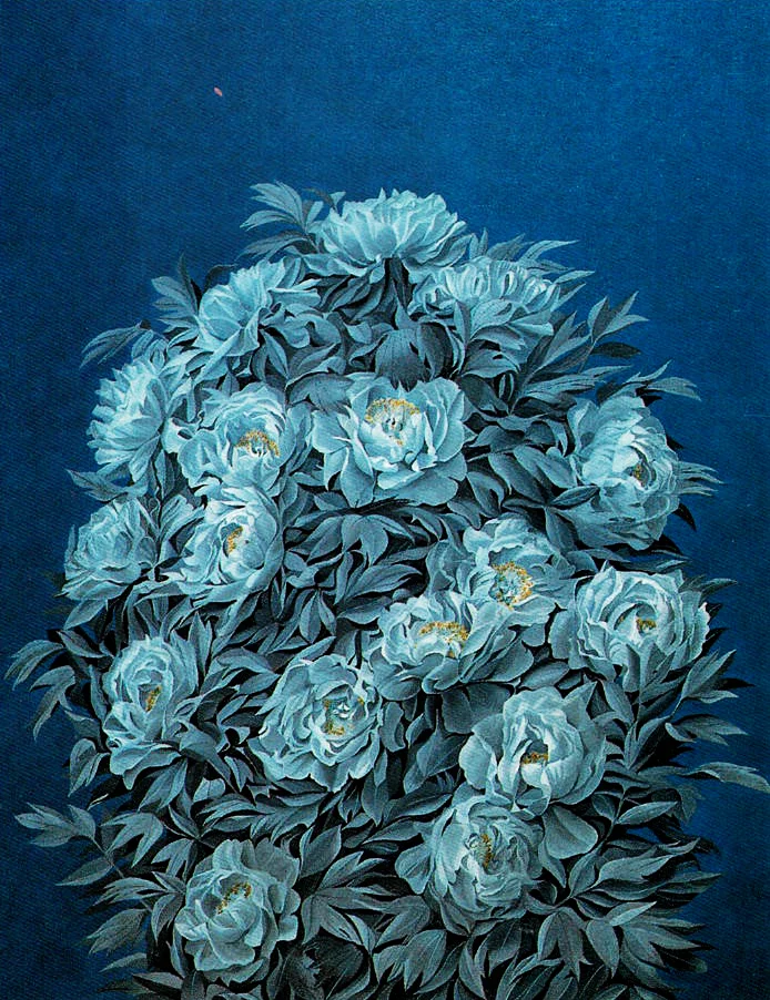 松本真 牡丹 1982年 油彩 60号 個展（広島市 福屋）